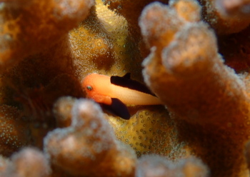 パンダダルマハゼ