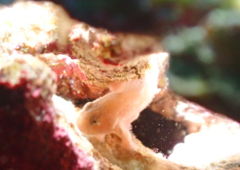 ベニカエルアンコウ