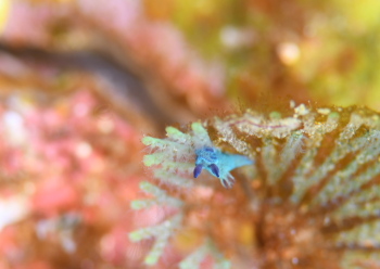 ミドリリュウグウウミウシ