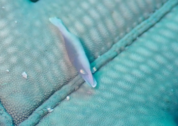 ヒトデヤドリエビ