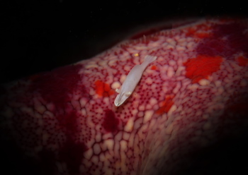 ヒトデヤドリエビ