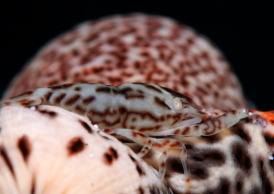 アヤトリカクレエビ