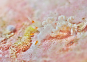 キイロワミノウミウシ