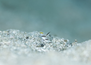 ヒレナガネジリンボウ