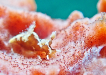 モウサンウミウシ