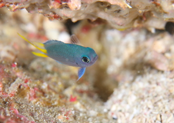 アルファスズメダイ