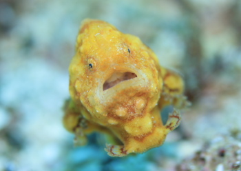 カエルアンコウモドキ