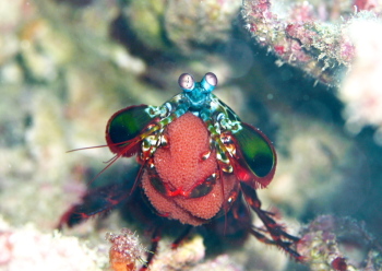 モンハナシャコ