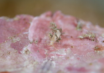 アカメミノウミウシ