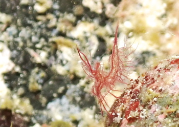 フィコカリスシムランス