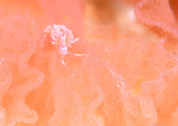 チゴミノウミウシ