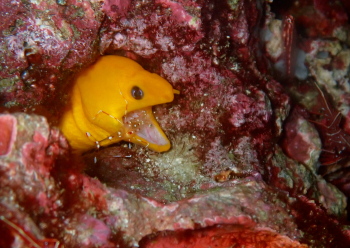 ゴールデンイールモレイ