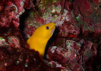 ゴールデンイールモレイ