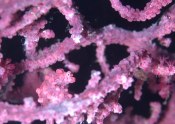 ピグミーシーホース