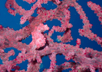 ピグミーシーホース