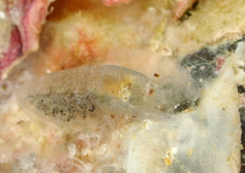 ペリクリメナエウス・コロダクティルス