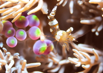 イソギンチャクモエビ