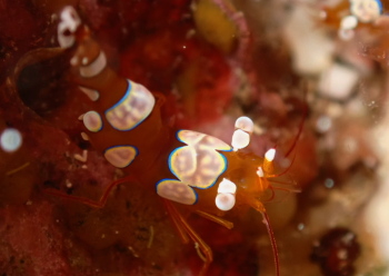 イソギンチャクモエビ