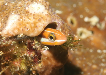 テンクロスジギンポ