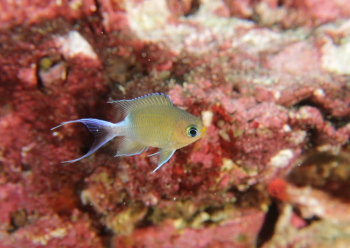 マルスズメダイ