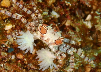 キンチャクガニ