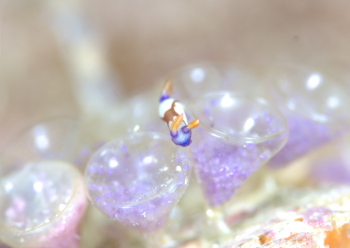 クロスジリュウグウウミウシ