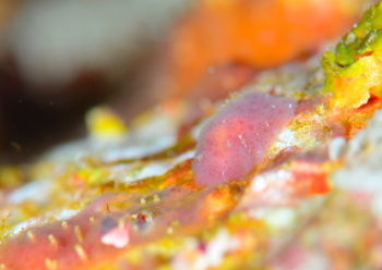 ツヅレウミウシsp