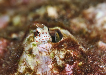 モンツキカエルウオ