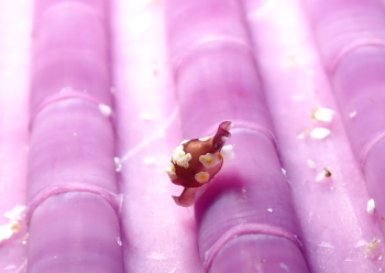 トンプソンコトリガイ