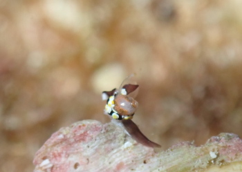 トンプソンコトリガイ