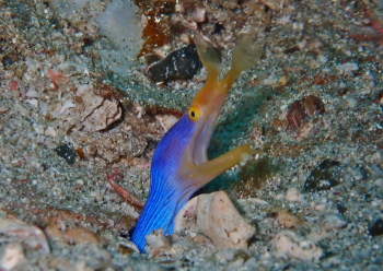 ハナヒゲウツボ