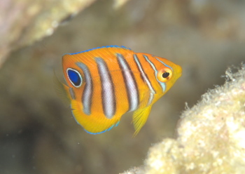 ニシキヤッコyg