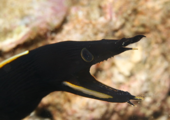 ハナヒゲウツボyg