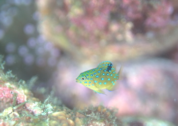 ルリホシスズメダイ