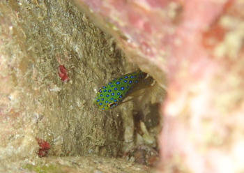 ルリホシスズメダイ