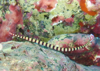 オイランヨウジ