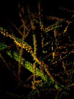 スジグロガラスハゼ