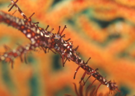 ニシキフウライウオ