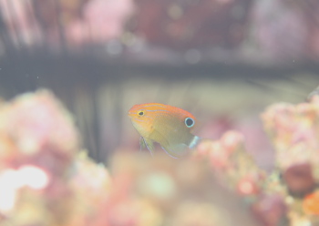 メガネスズメダイ