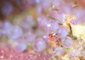 カシワジマヒメホンヤドカリ