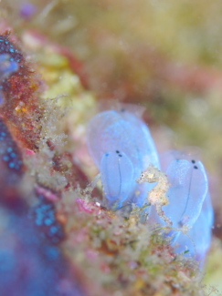 ハチジョウタツ