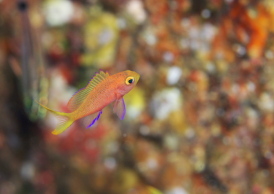 フチドリハナダイ