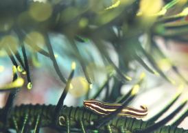 タスジウミシダウバウオ