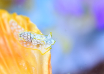 コンシボリの仲間