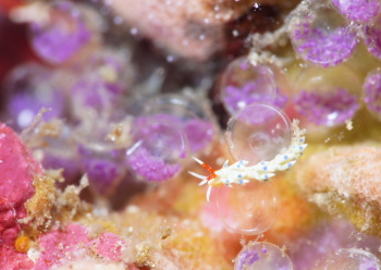 アオセンミノウミウシ