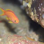 コウリンハナダイ