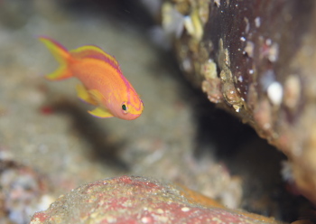 コウリンハナダイ