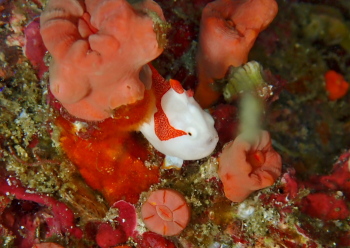 クマドリカエルアンコウ