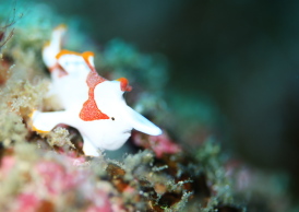 クマドリカエルアンコウ