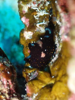 クマドリカエルアンコウ